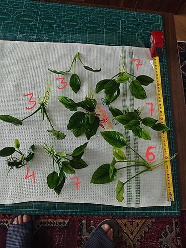 kefal baliği: Ansistrus, Sülhsevər, Pulsuz çatdırılma — 3