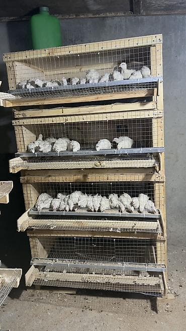 heyvanlar: Məhsul: Bildirçin üçün çoxmərtəbəli qəfəs sistemi - Karkas: taxta — 4