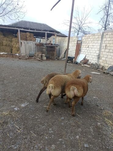 Информатика: Ягненок, Самец, месяцев: 4, 14 кг, Для мяса, Самовывоз — 2
