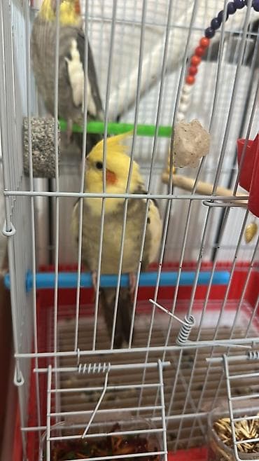 Tam sağlam quşlardır cütü 110 m ikiside qızğındır Nymph (kakadula)