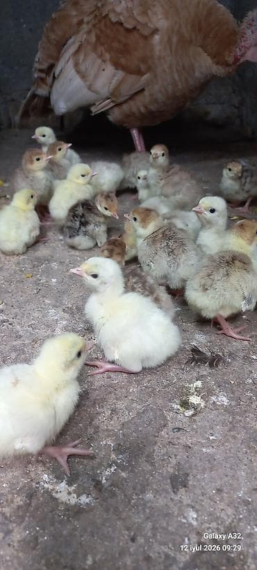 kurt hinduşka: Red Buorbun hinduşka cucələri satılır.Bu sort hinduşkalar,tez çəki — 6