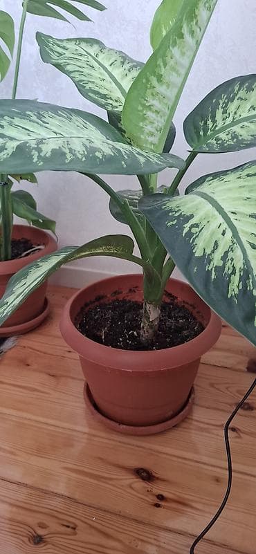 ev gulleri ve adlari: Dieffenbaxiya (Dieffenbachia) – iri, zolaqlı yarpaqları olan dekorativ — 4