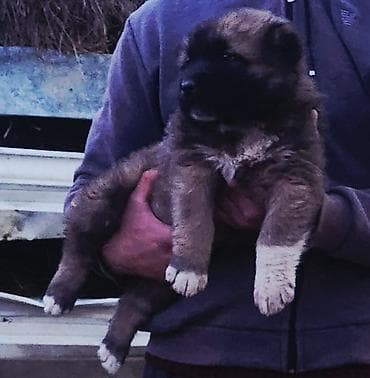 Balıqlar: Cütləşmə üçün — 1