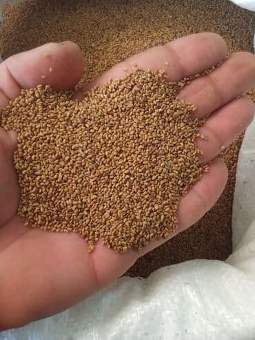 otaq qapilari kreditle: Məhsul: Yonca toxumu. Beyləqan sortu — 1