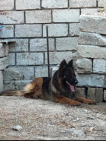 it pudel: Alman çoban iti, 1 il, Erkek — 3