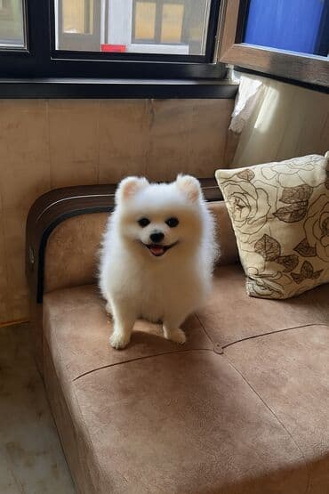 bala it satışı: Şpitz, 1 il, Erkek, Peyvəndli, Ödənişli çatdırılma — 1