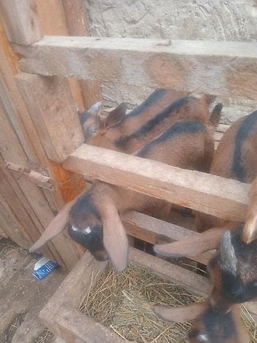keci seki: 2 aylıq alpin erkək çəpişlər qiymet birine aiddir — 1