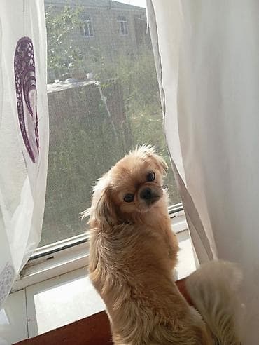 cin bildircin: Pekines, 9 ay, Dişi, Peyvəndli, Pulsuz çatdırılma — 3