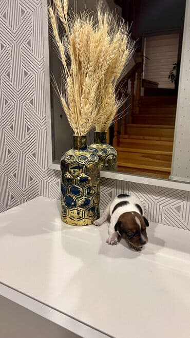 bala it satışı: Cek rassel teryer, Dişi, Ünvandan götürmə — 7