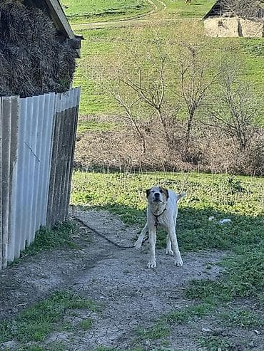 Balıqlar: Qurdbasar, 2 il, Erkek — 2