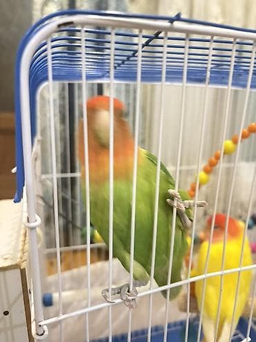 su quşu adları: Məhsul: Sevgi tutuquşuları (Agapornis) – 2 ədəd Təsvir: - Növ: Sevgi — 2