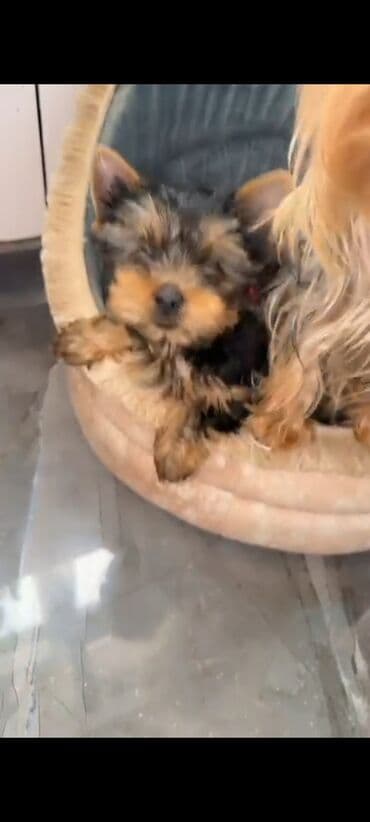 ördək bala: Yorkşir teryer, 3 ay, Erkek, Peyvəndli, Ünvandan götürmə — 6