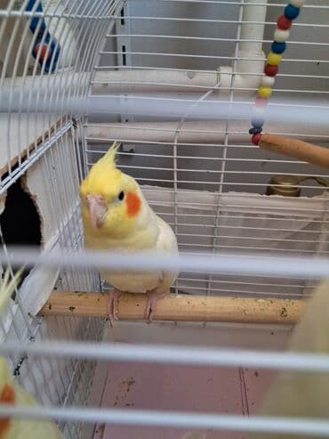 вольер для волнистых попугаев: Bir yaşı var qızğın erkək təmiz quşdur heç bir problemi yoxdur — 1