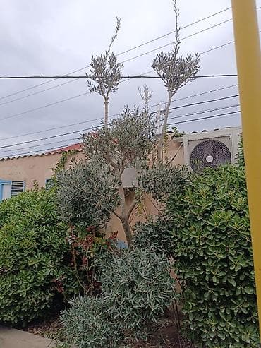 mum: Zeytun ağacı – dekorativ, çoxgövdəli formaya sahib yetkin bitki — 2