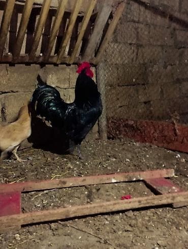 ucuz dana: Safqan avstralob dekorativ və damazlıq üçün - Rəng: tam qara — 2