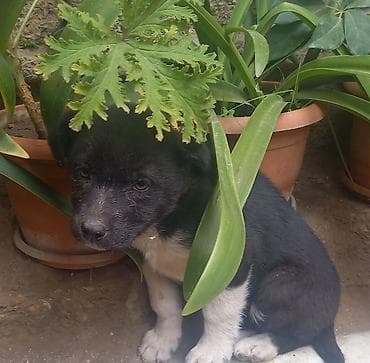 itlerin satisi 2021: Dişi — 3