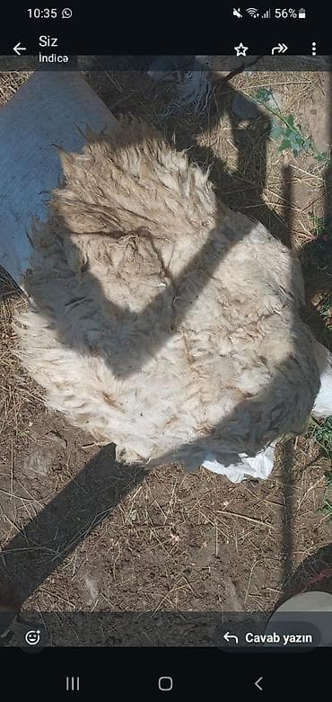 quzu satilir 2021: Kirli qirxilmis yun satilir kilos 2manatan 125 kilodu — 1