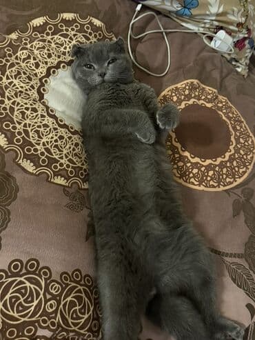 pişik cutləşdirmək: Şotland yastı qulaq — 2