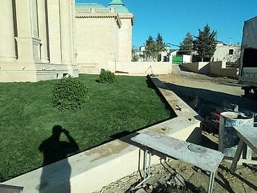 yonca toxumu satilir: Qazon yüksək keyfiyyət münasib qiymətə enni yarpaq danimarka toxumu — 9