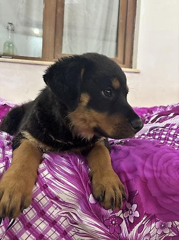 ucuz ev itləri: Rotveyler, 2 ay, Dişi — 2