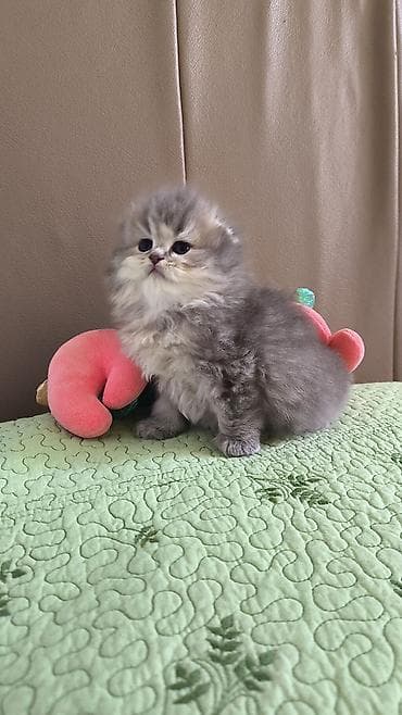 pişik evləri: Şotland uzun tüklü — 1