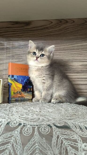 Aş qazanı: Şinşilla — 3