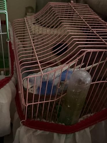 quşları: Mehebbet quslari 3 cutdu ayri ayrida satilir 1 cutu 60 azn 2 aydan bir — 9