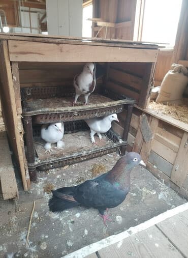 hamster yuvası: Məhsul: Ev göyərçinləri Təsvir: - Şəkildə müxtəlif rənglərdə bir neçə — 1