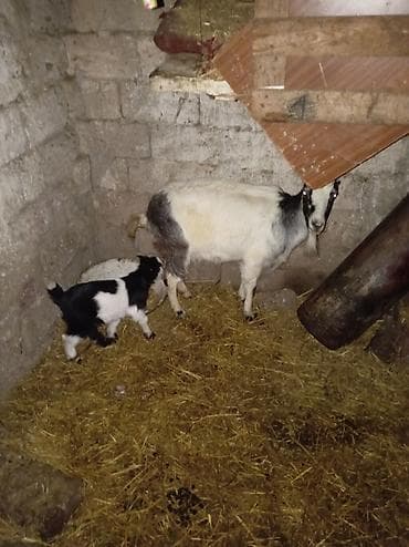 Pişiklər: Məhsul: Qoyun-keçi təsərrüfatından müxtəlif yaşda və cinsdə keçilər — 1