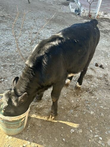 etlik: Dana, buzov, Dişi, ay: 4, Ətlik — 2