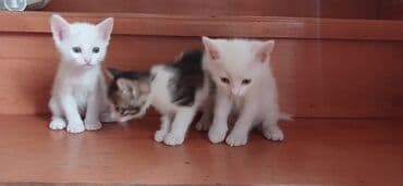 ağ pişik balası: Tabbi, Yaxşı əllərə — 6