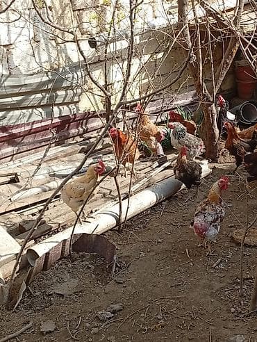 Hinduşkalar: Toyuq, Yumurtalıq, Ünvandan götürmə — 4