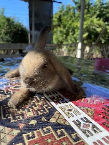 K/t heyvanları və malları: Salam cutu 50azn dovsanlar saqlamdirlar 2ayliqdir sari erkey boz — 10