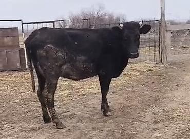 Dişi, il: 2, 520 kq, Südlük, Ünvandan götürmə