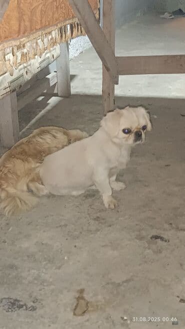 etibarli elere verilir: Pekines, 2 il, Erkek, Peyvəndli, Ünvandan götürmə — 1