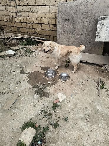 heyvan derisi: Retriever, Peyvəndli — 1