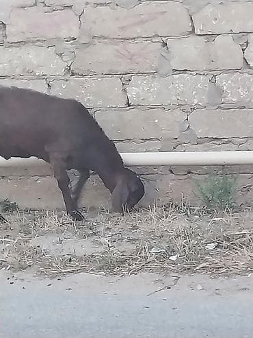 Qoyunlar, qoçlar: Saf qan təmiz hələb təkəsi, onnan dönmə çəpişlər, Ana-bala qoyunlar. 2 — 5