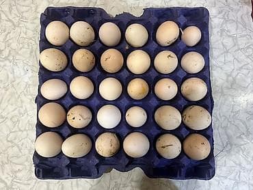 Молочные продукты и яйца: Məhsul: Təzə kənd toyuq yumurtası satılır. Dənəsi 0.38 — 2