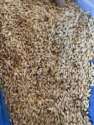 Buket güllər: 2 tona yaxin təmizlənmiş arpa satılır.45 qep.Hazır — 1