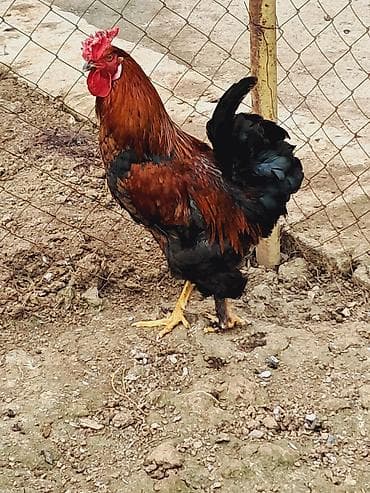 cins qoyun: Toyuq, Brama, Damazlıq — 3