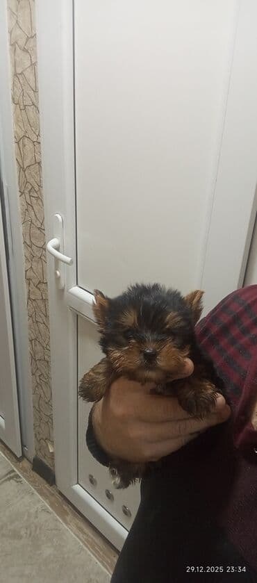 inek adlari azerbaycan: Yorkşir teryer, Erkek — 2