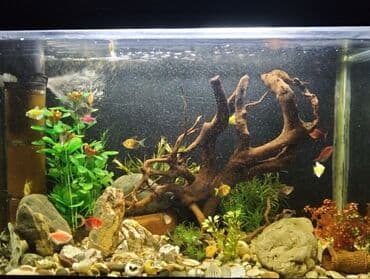 купить аквариум: Dördbucaq akvarium, Balıqlarla birlikdə, 120 l, Ödənişli çatdırılma — 2