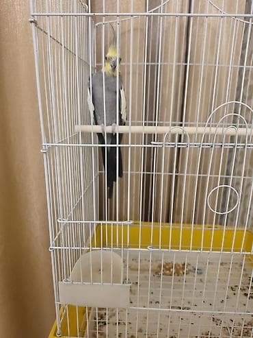 taxta qefes: Nimfa (Cockatiel) papağanı və qəfəsi - Növlə: Nimfa (cockatiel) — 2