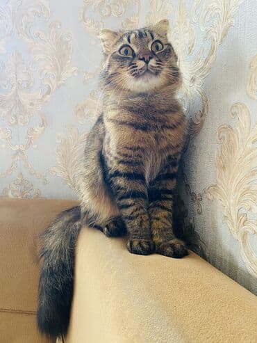 pişik sahiblendirilir: Şotland yastı qulaq, Erkək, Cütləşmə üçün, Ünvandan götürmə — 4