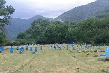 ari satişi: 13 ədəd Arı ailəsi satılır. arılar tam sağlamdır bütün dərmanlar — 3