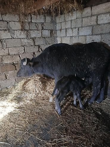 heyvan mal: Su camışı – bala ilə birinci balasıdır.qiyməti 3200 manat - Növ: Yerli — 1