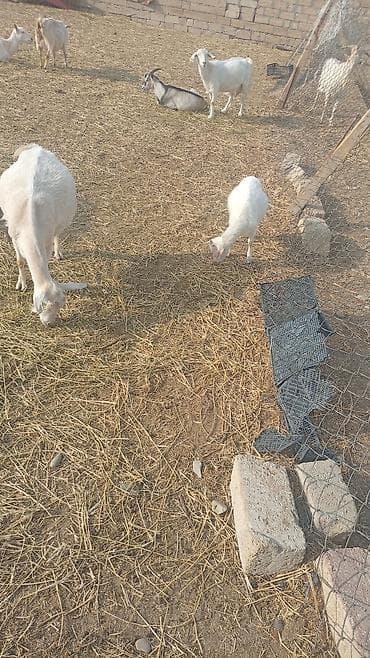 toyuq mehsullari topdan satis: Südçülük üçün keçilər sürüsü SANEN ALPİN MACAR CİNSLERİ ANA KEÇİLER — 9