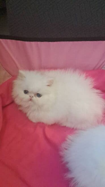 ağ pişik satışı: Персидская — 8