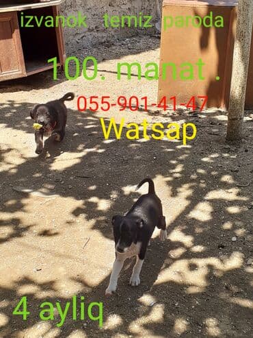 pulsuz itler verilir: İtlər — 1