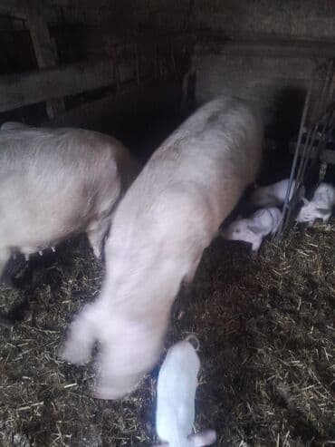 Subaru: 2 ana 9bala real alici narahat elesin — 6